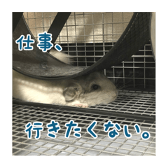 [LINEスタンプ] チンチラの蘭丸様1