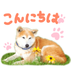 [LINEスタンプ] ひまちゃんすたんぷ。