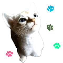 [LINEスタンプ] 猫舎尻尾 004