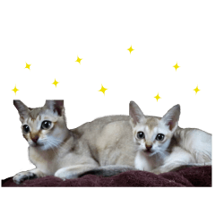 [LINEスタンプ] 猫舎尻尾 006