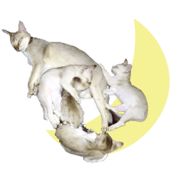 [LINEスタンプ] 猫舎尻尾 010