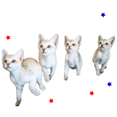 [LINEスタンプ] 猫舎尻尾 013