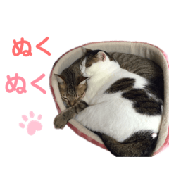 [LINEスタンプ] 柳原家の猫たち
