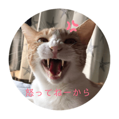 [LINEスタンプ] ネコですけどなにか？