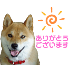 [LINEスタンプ] 柴犬ユキチ