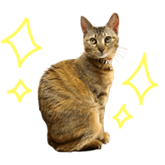 [LINEスタンプ] ウチの毛玉たち