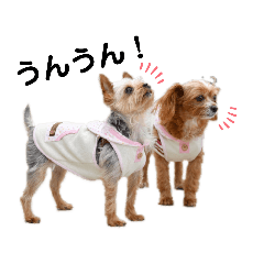 [LINEスタンプ] ちぃめいさんスタンプ