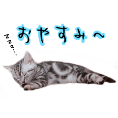 [LINEスタンプ] 猫のむむスタンプ(実写)