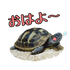 [LINEスタンプ] ヘルマンリクガメのかめじろう③