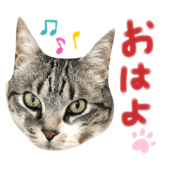 [LINEスタンプ] ここあとちびスタンプ。♡