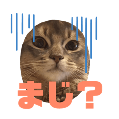 [LINEスタンプ] ソマリ猫 Ami