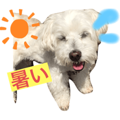 [LINEスタンプ] ぺろくんの会話