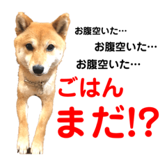 [LINEスタンプ] 豆柴メイ＆ブン