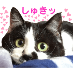 [LINEスタンプ] クロ＆ハッチ  その陸