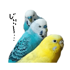 [LINEスタンプ] 我が家のインコズ。