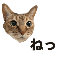 [LINEスタンプ] デブ猫、キジ柄のキキ