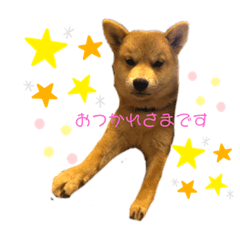 [LINEスタンプ] 豆柴＊まるこ＊