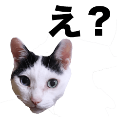 [LINEスタンプ] オッドアイ,白黒猫のチャミ
