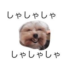 [LINEスタンプ] ショコラしゃしゃしゃ