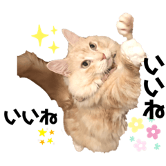 [LINEスタンプ] 気ままな猫達10