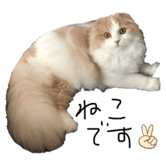 [LINEスタンプ] ヒロポンの猫のスタンプ