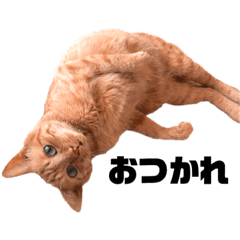 [LINEスタンプ] {I'm Chato.}