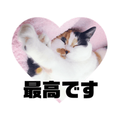 [LINEスタンプ] ほめるニャーちゃんのスタンプ