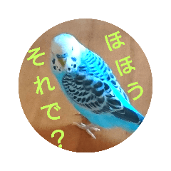 [LINEスタンプ] リアルセキセイインコの日常会話
