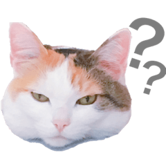 [LINEスタンプ] 三毛猫twins