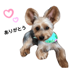 [LINEスタンプ] ヨーギーノエちゃんのごあいさつ❤︎