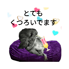 [LINEスタンプ] チンチラのごま