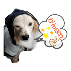 [LINEスタンプ] チワックスのサブロー‼️3️⃣
