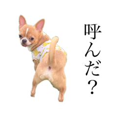 [LINEスタンプ] ユルいぬ