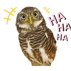 [LINEスタンプ] スタンプはやて