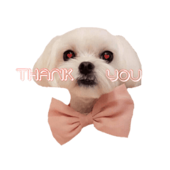 [LINEスタンプ] チェリーココ_Dog Dog Dog