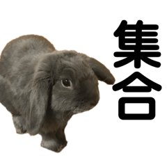 [LINEスタンプ] 我が家のうさぎ2