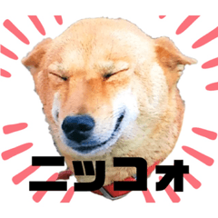 [LINEスタンプ] キツネ顔のマロン