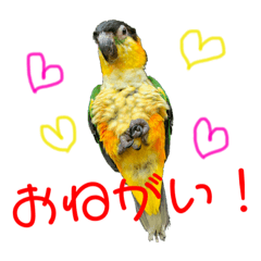 [LINEスタンプ] インコスタンプ(2)