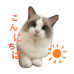 [LINEスタンプ] いつものほたてくん