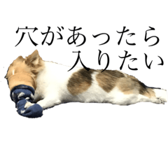 [LINEスタンプ] 毎日もんちゃん