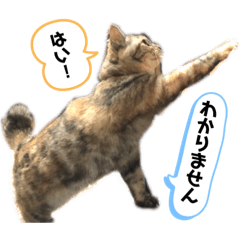 [LINEスタンプ] 雑種の猫による宴～野球観戦編～