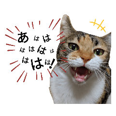 [LINEスタンプ] 親子猫のおはぎとたまちゃん