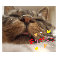 [LINEスタンプ] ワンネコちゃん