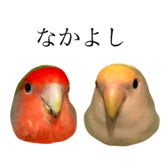 [LINEスタンプ] リアルなコザクラインコ