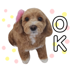 [LINEスタンプ] かるもこすたんぷ