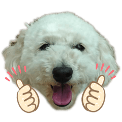 [LINEスタンプ] トイプードルのラッキー