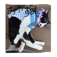 [LINEスタンプ] 善太郎パラダイス