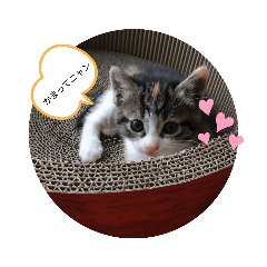 [LINEスタンプ] 我が家のくるみニャン