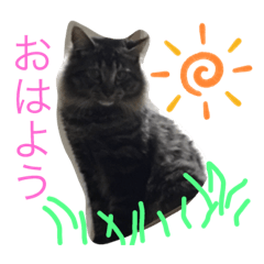 [LINEスタンプ] 猫のタマの一言の画像（メイン）