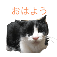[LINEスタンプ] ボク、ろく。